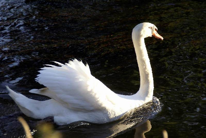 Schwaene auf der Sauer Bild Nr.009
